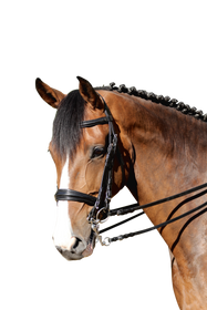 Euroriding Kandare Philadelphia Natural Line