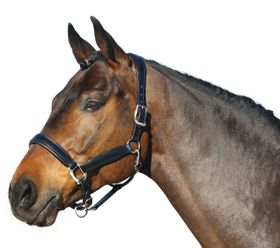 Euroriding Halfter Leder British Line