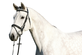 Euroriding Trense Paris, englisches Reithalfter, Euro-Club