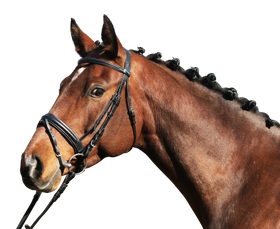 Euroriding Trense Paris, schwedisches Reithalfter, Euro-Club