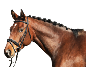 Euroriding Trense Marseille, englisches Reithalfter, Euro-Club