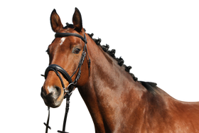 Euroriding Trense Nantes, schwedisches Reithalfter, Euro-Club