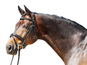 Euroriding Trense Super Soft, schwedisches Reithalfter, Euro-Club