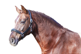 Euroriding, Leder-Halfter Nancy, Euro-Club