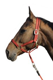 Euroriding Kontrollhalfter