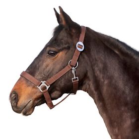 Euroriding Halfter Basic