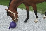 Kerbl Pferdespielball in lila mit Minzegeschmack