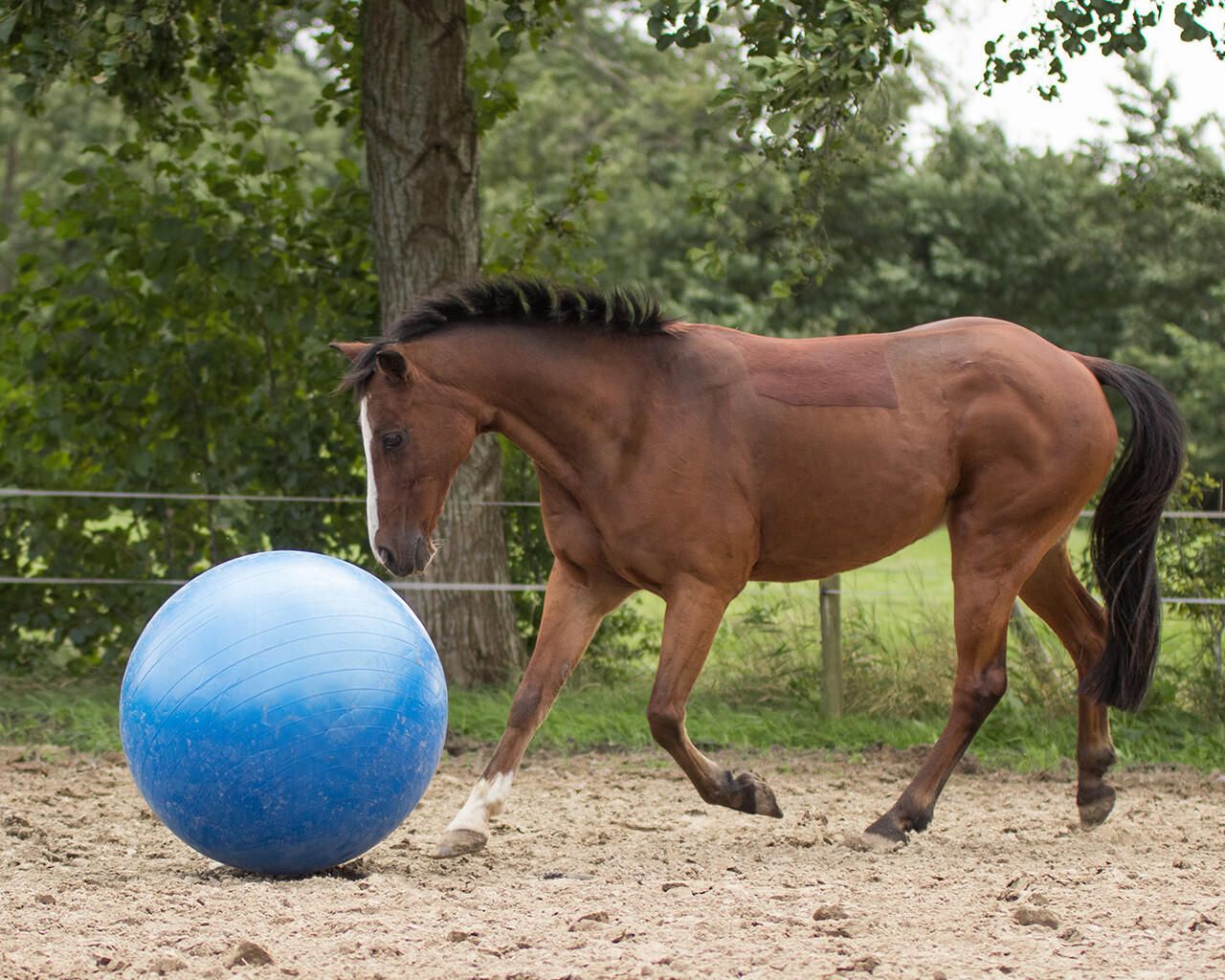 QHP Pferdefußball