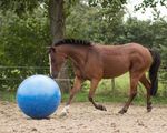 QHP Pferdefußball