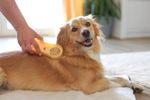 Magic Brush Bürste Dog in golden