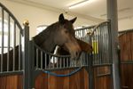 Covalliero Deckenhalter flexible mit Kette