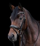 Waldhausen S-Line Lacktrensenzaum Blackshine