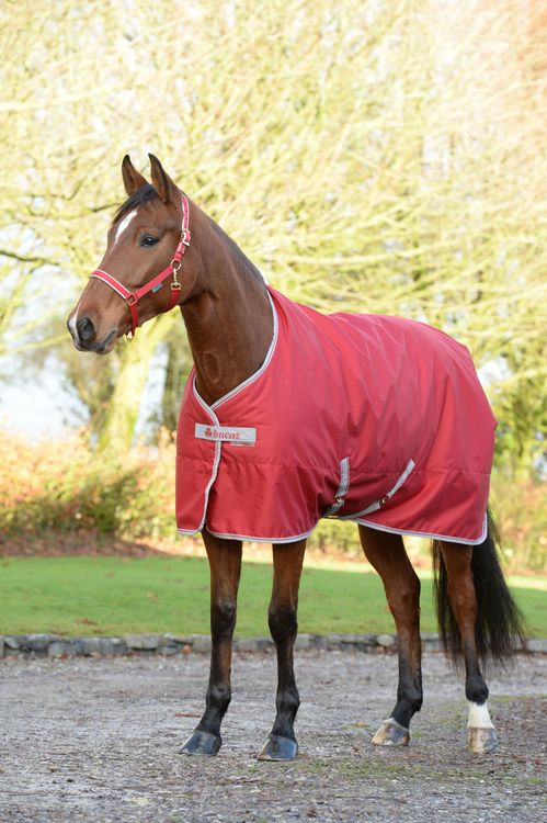 Bucas Freedom Stalldecke 150g. in Chilli Red 125cm