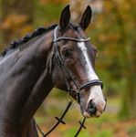 Passier Trense Confidence in schwarz/Edelstahl hannoversche Reithalfter