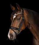 Waldhausen X-Line Trensenzaum Evermore schwarz /schwarz 