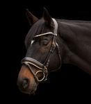 Waldhausen X-Line Trensenzaum Ivory braun