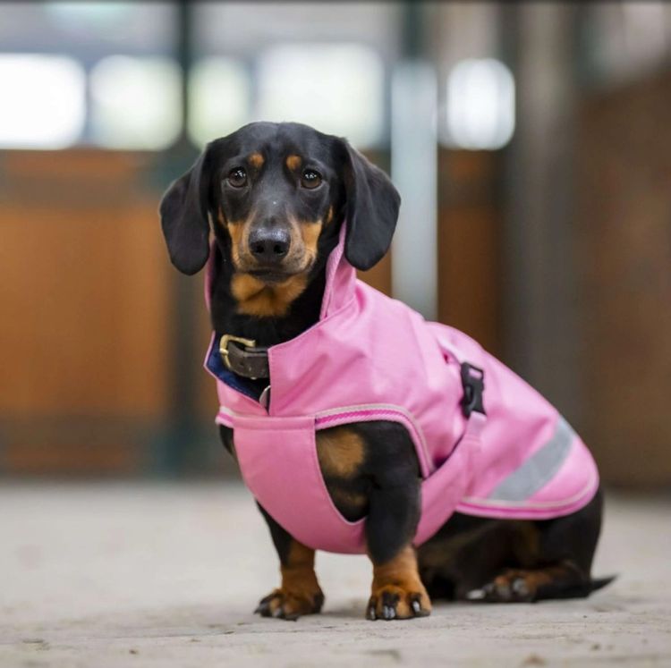 Bucas Freedom Hundemantel in aurora pink