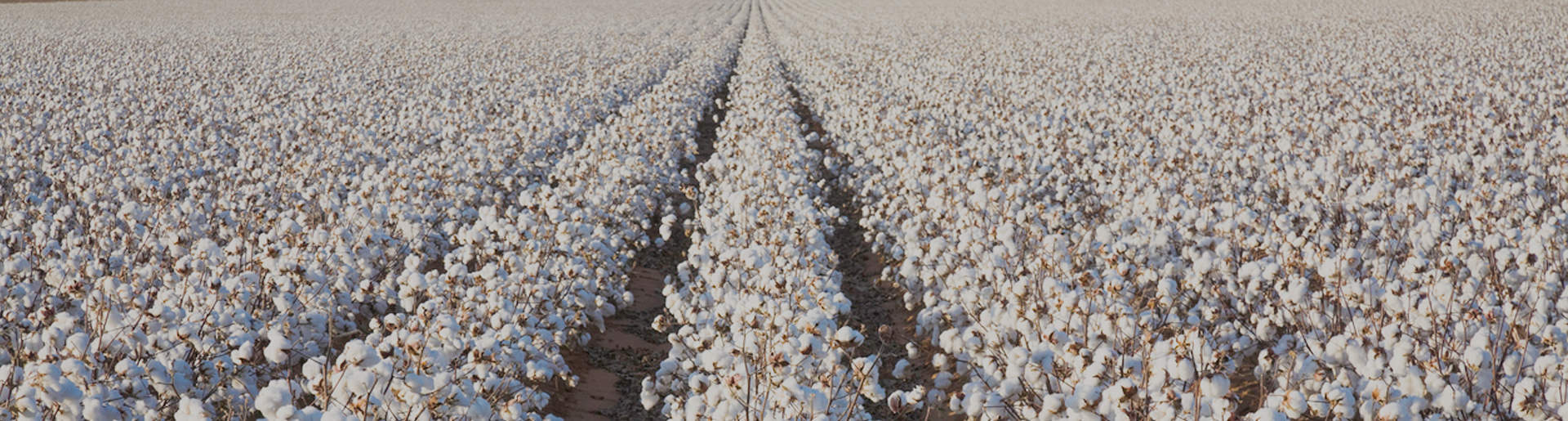 Melawear Compnay cotton field in India big