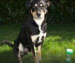 40010-1-Minute-mit-Hund.JPG