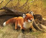 39082-handpuppe-fuchs.jpg