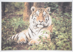 80053-schallfresser-echtbild-muster-tiger.png