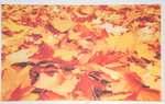 80053-schallfresser-echtbild-musterlaub.png