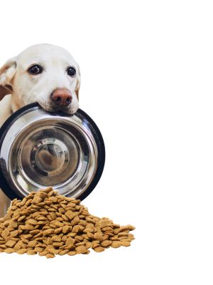 Mega-Einkaufsparadies Hunde