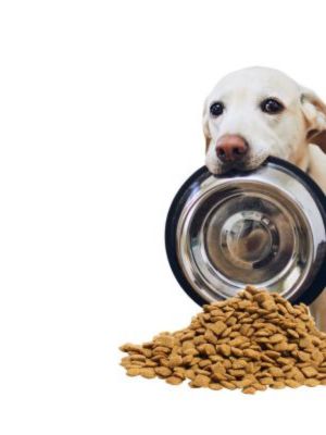 Mega-Einkaufsparadies Hunde