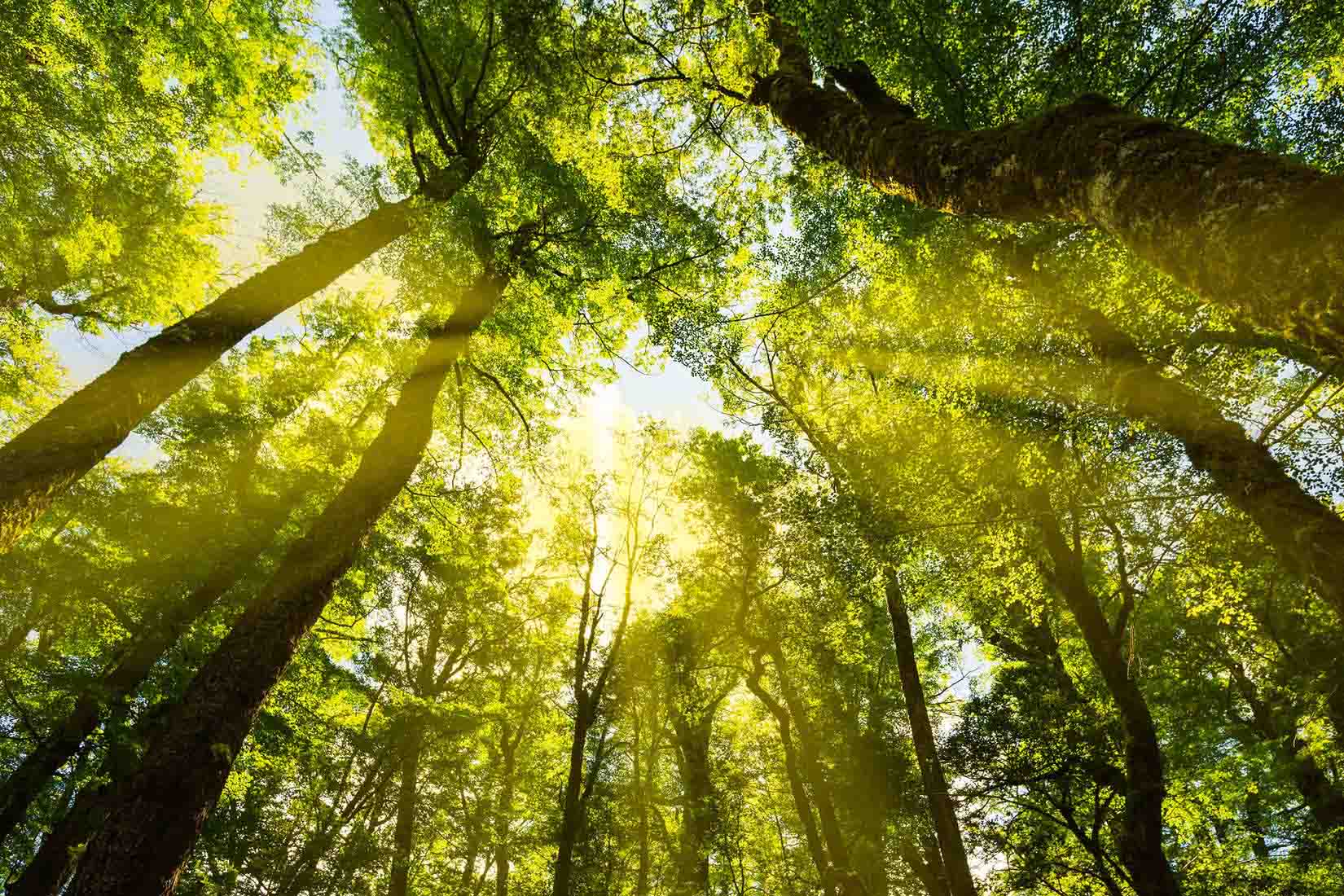 Nachhaltige Farbe aus Deutschland - Natürlicher Holzschutz & Wandfarben