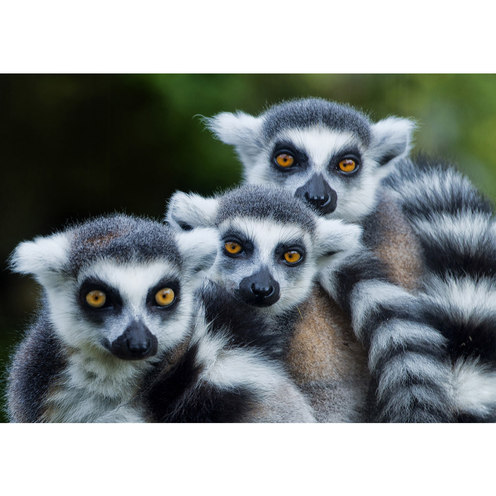 Fototapete No 2294 Vlies Tiere Tapete Affen Fell Katta Schwarz Weiss Motiv 2294 Tapeto Kids