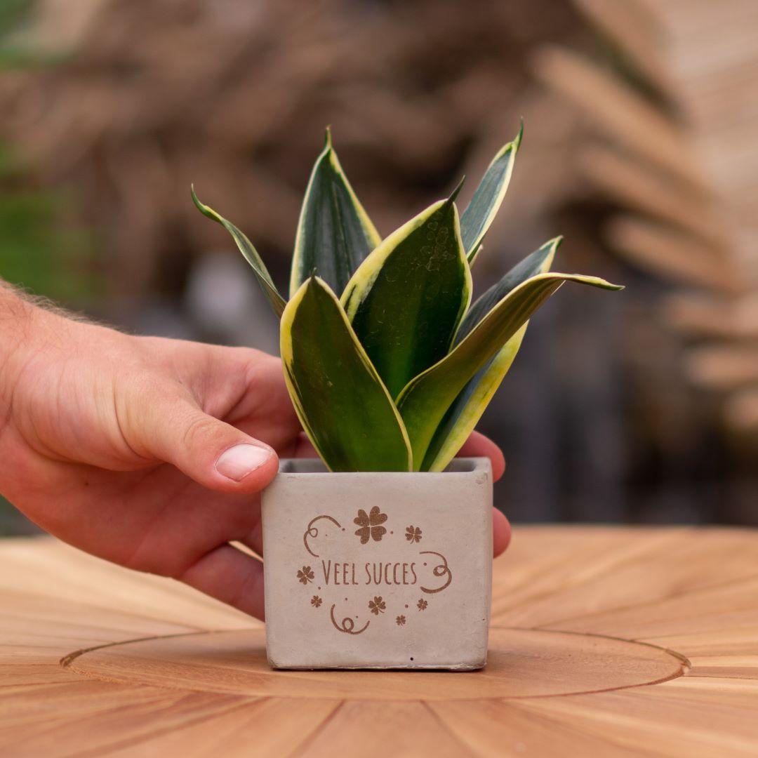 Congreetz® Blumentopf mit Sansevieria - Das persönliche Geschenk