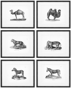 4251549339083 - Bilder 6er Set Historische Tiere Schwarz   WeiÃ 535 x H 435 - Luxus Kunstdrucke mit Holzrahmen