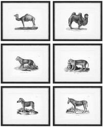 4251549339083 - Bilder 6er Set Historische Tiere Schwarz   WeiÃ 535 x H 435 - Luxus Kunstdrucke mit Holzrahmen