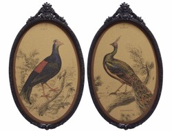 4251549346807 - Barock Wandbilder Set VÃ¶gel Mehrfarbig   Schwarz 38 x H 637 cm - Kork Bilder mit Polyresin Rahmen im Barockstil
