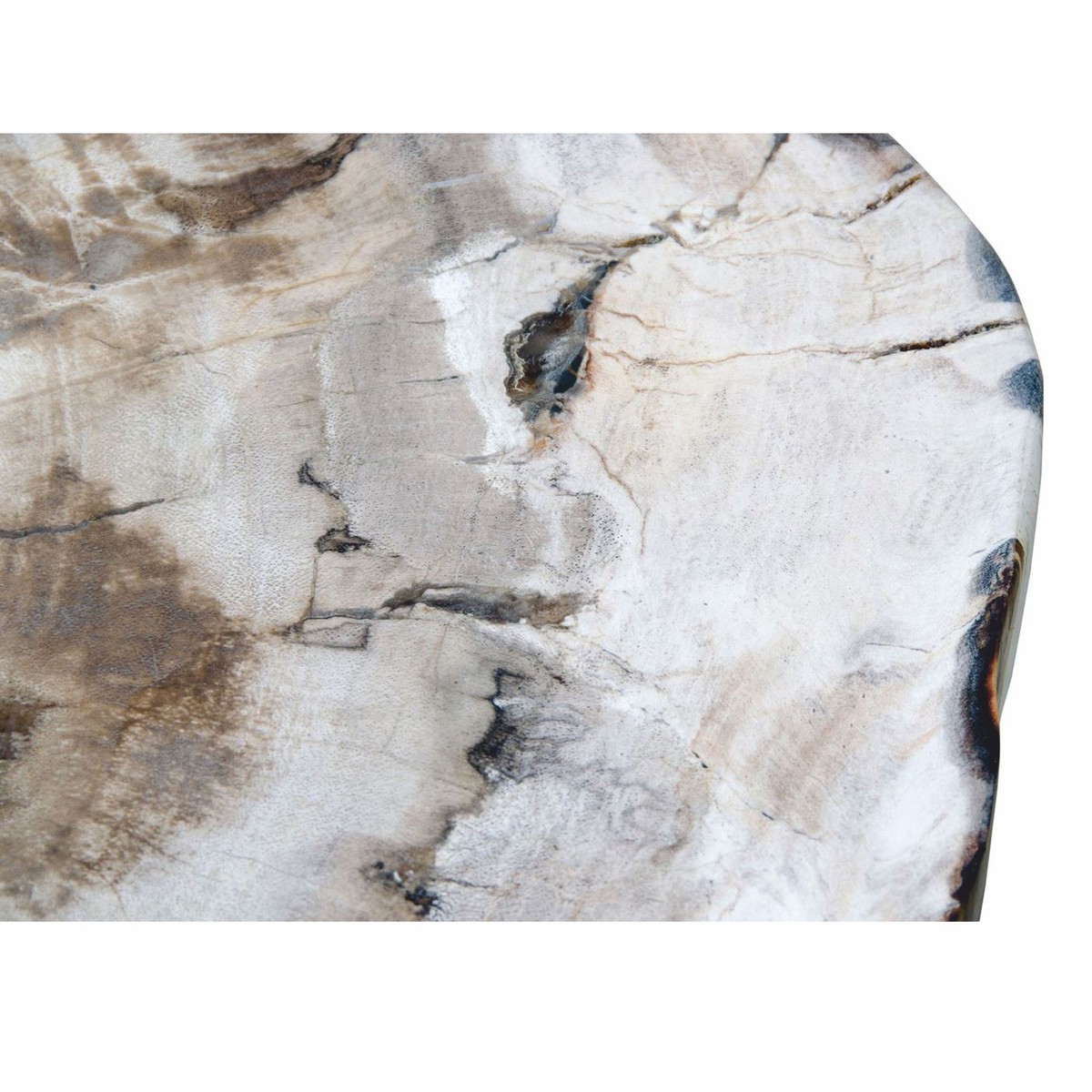 Casa Padrino Luxury Side Table With Petrified Wood Table Top H Cm Luxury Furniture Casa