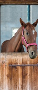 4250828323423 - Tür 20 XXL Wallpaper für Türen 20021 Fury - selbstklebend- Blickfang für Ihr zu Hause - Tür Aufkleber Tapete Fototapete FotoTür 20 XXL Vintage Antik Stil Retro Wallpaper Fototapete 4250828323423 - Tür 20 XXL Wallpaper für Türen 20021 Fury - selbstklebend- Blickfang für Ihr zu Hause - Tür Aufkleber Tapete Fototapete FotoTür 20 XXL Vintage Antik Stil Retro Wallpaper Fototapete