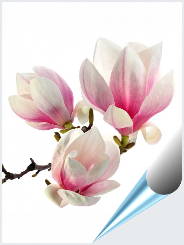Fliesenaufkleber Motiv Magnolie 15x20 cm