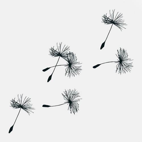 Dandelion Seeds