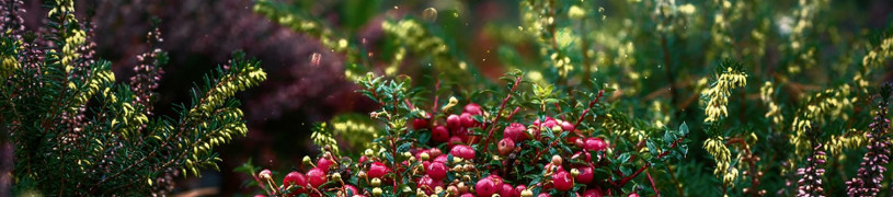 Wie kann man seinen Garten für die warme Jahreszeit vorbereiten?