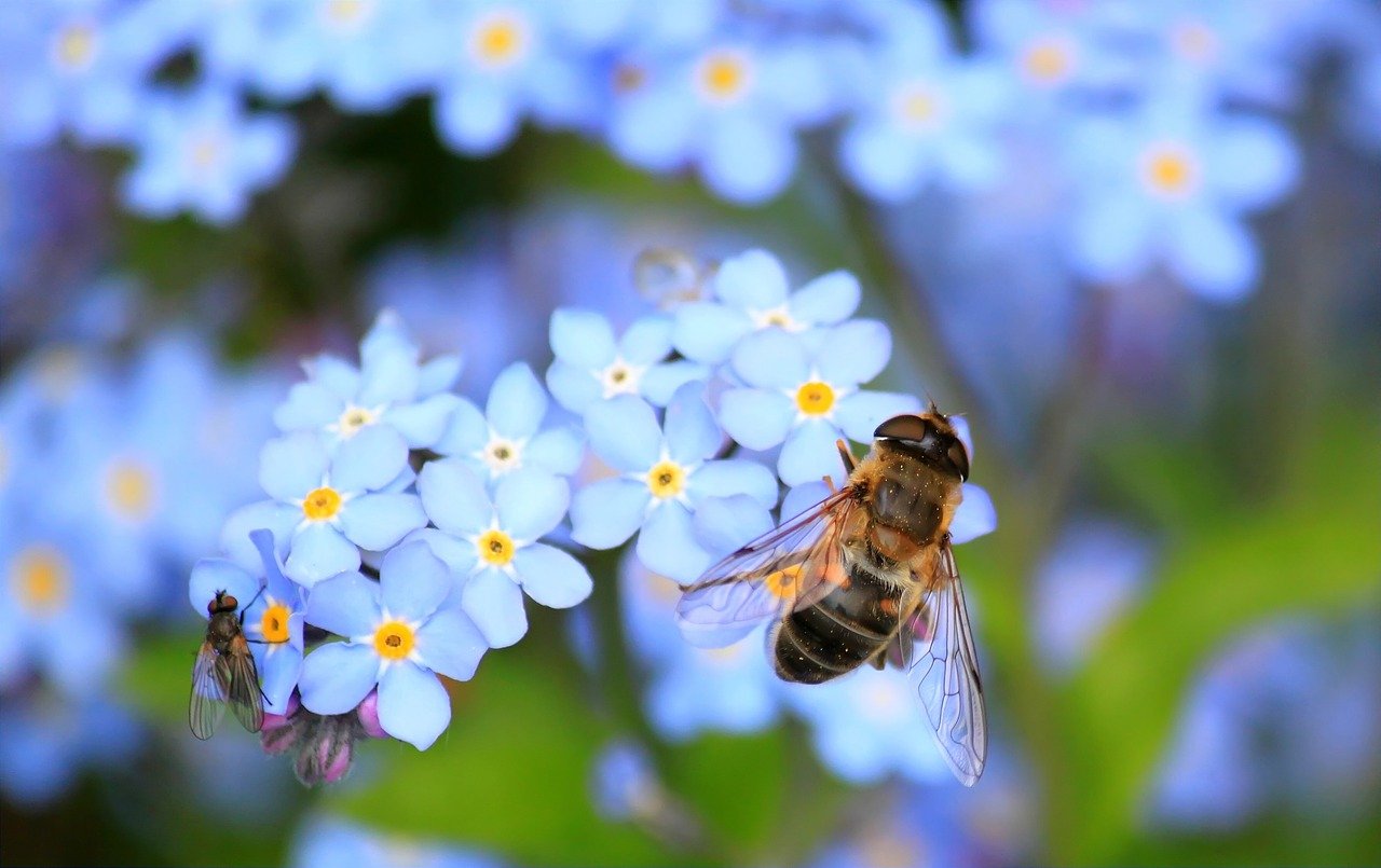 Flowers attract bees