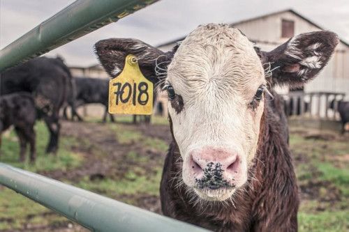 farming without insects