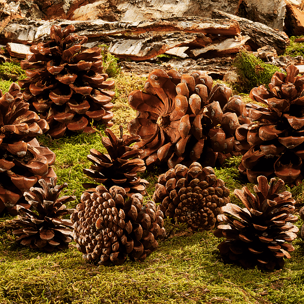Scatter article Stone pine cones, 10 pcs - 2 Scatter article Stone pine cones, 10 pcs - 2