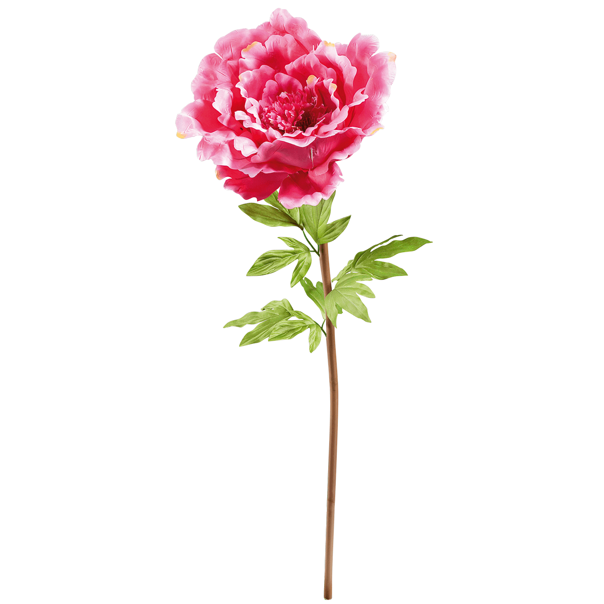 Peonía gigante 128 cm - 1 Peonía gigante 128 cm - 1