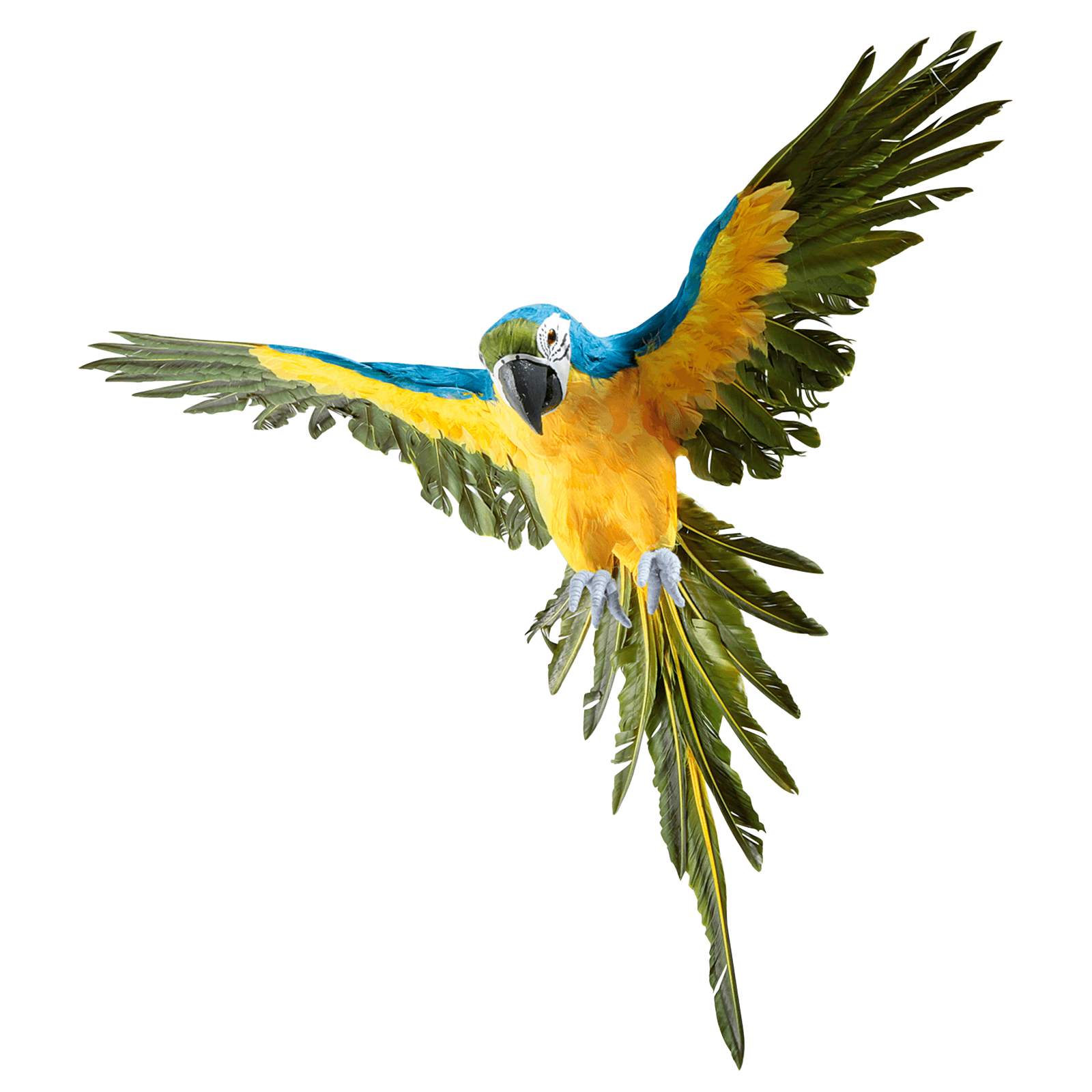 Deko Papagei blau-gelb 77 cm lang - 2 Deko Papagei blau-gelb 77 cm lang - 2