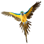 Decorative parrot blue-yellow length 77 cm - 1