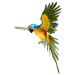 Decorative parrot blue/yellow length 77 cm - 2