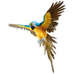 Decorative parrot blue/yellow length 77 cm - 3