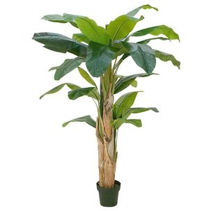 Bananenpflanze 170 cm