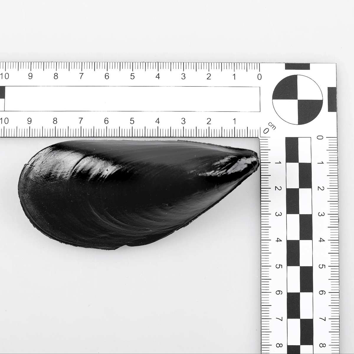 Miesmuscheln Lebensmittel-Attrappen, 24 Stück - 1 Miesmuscheln Lebensmittel-Attrappen, 24 Stück - 1