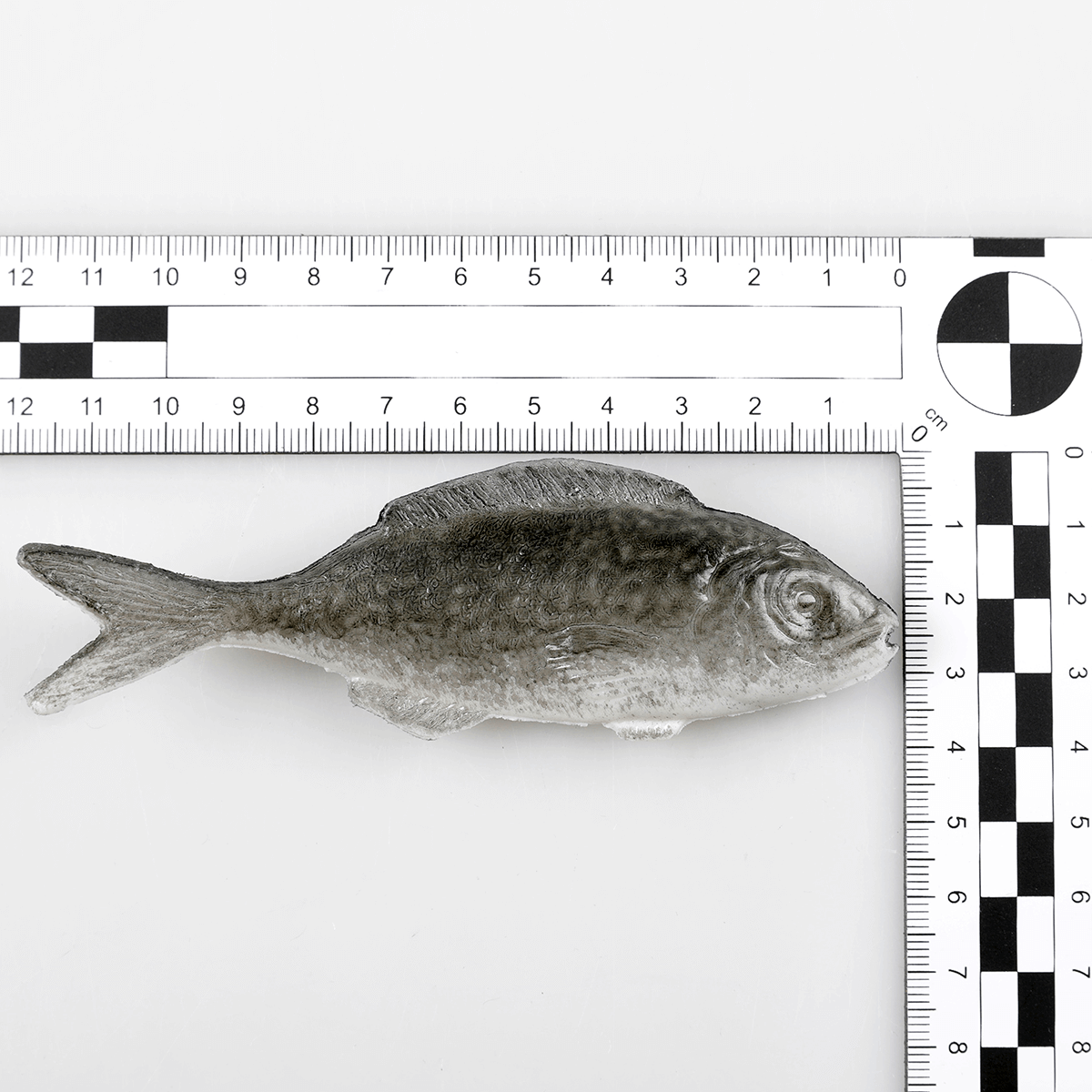 Sardines alimentaires factices, paquet de 4 pièces - 1